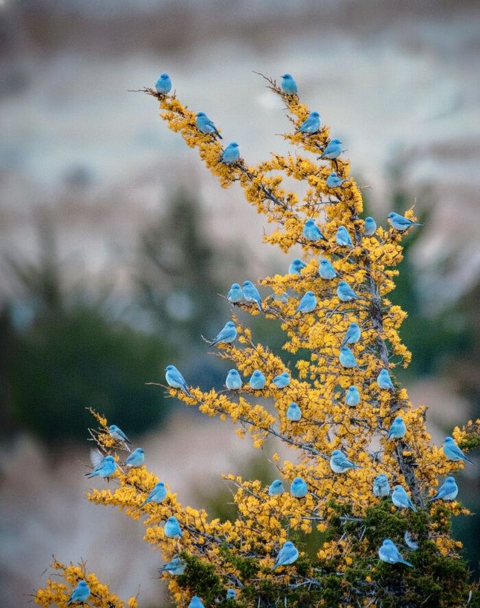 Голубые птицы...