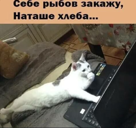 Какие хозяева - такие и животные