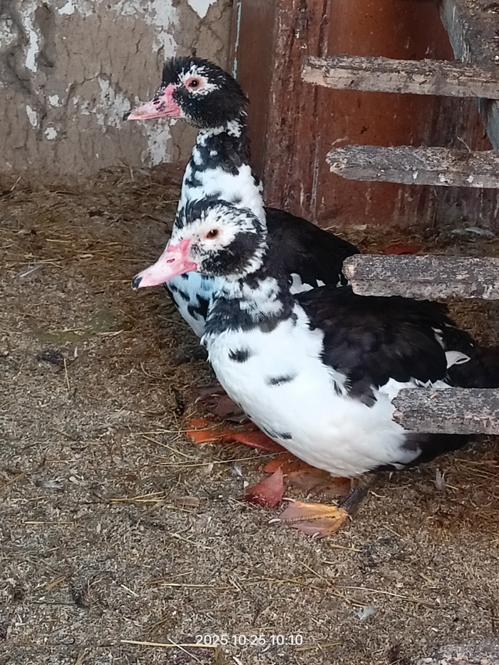   .    .   .     .   .