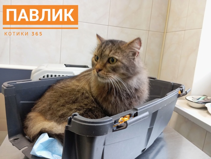 Павлик 25.10.2025