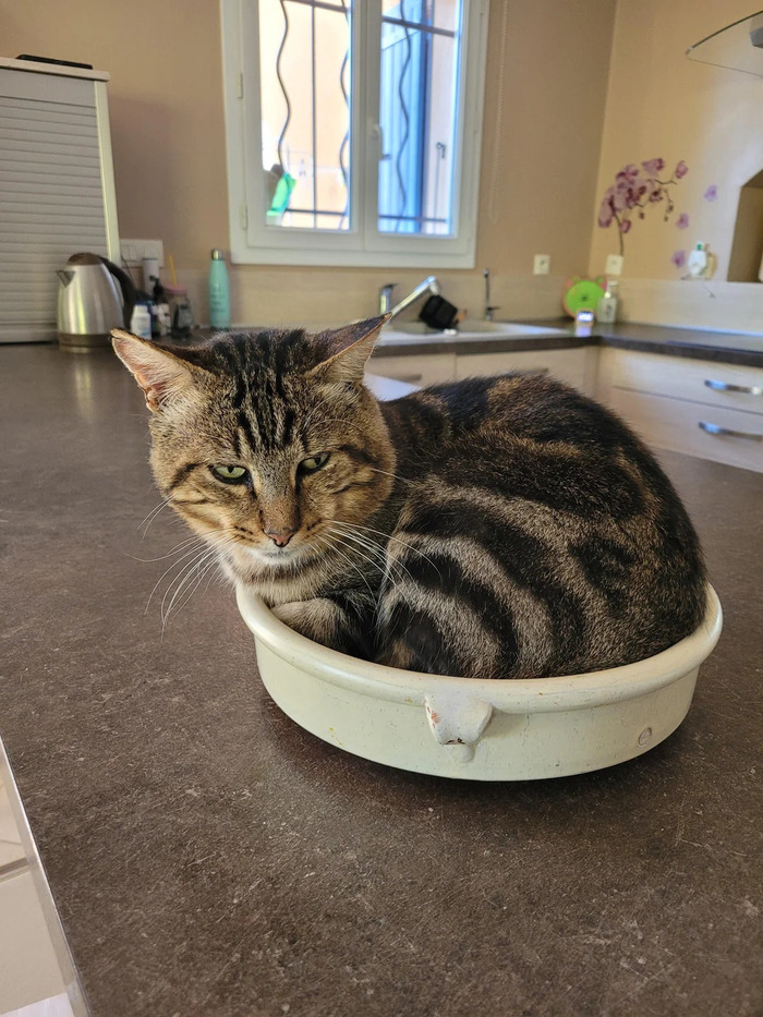 Хозяин, пора бы уже жилплощадь расширить...