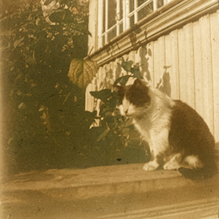 Неизвестный автор. Кошка. 1913 – 1914