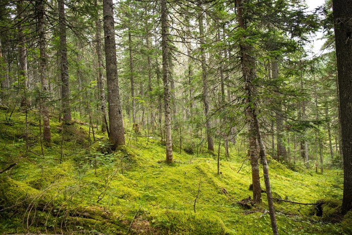 где то там же на сопке