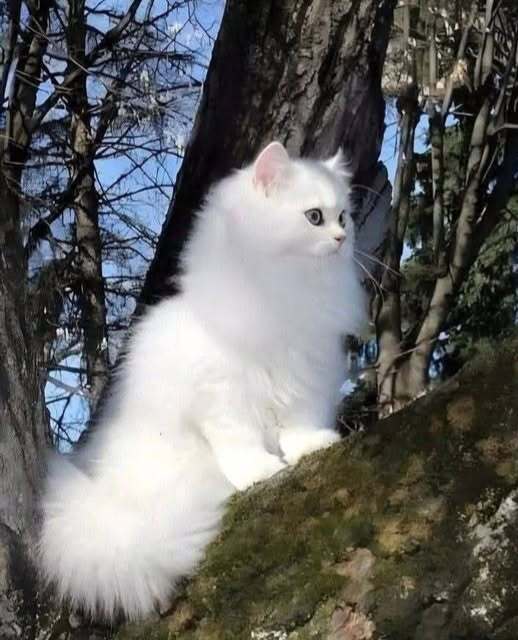 Первый Снежок