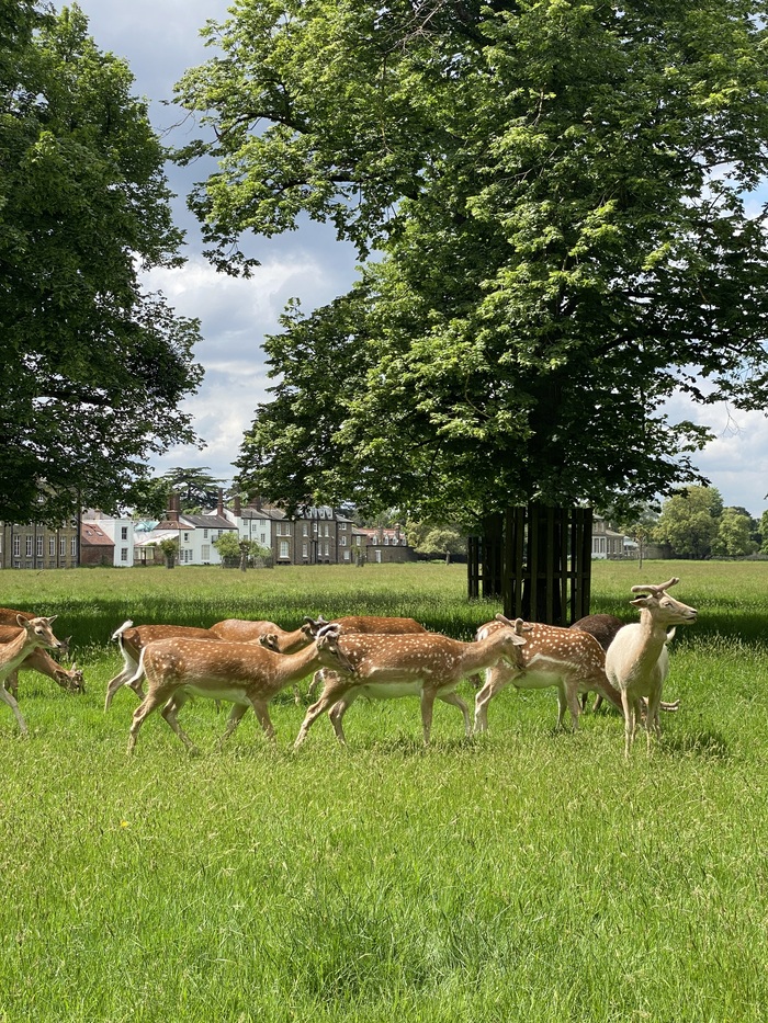Май 2024, Bushy Park