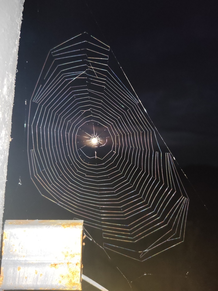 Луна попалась в паутину.