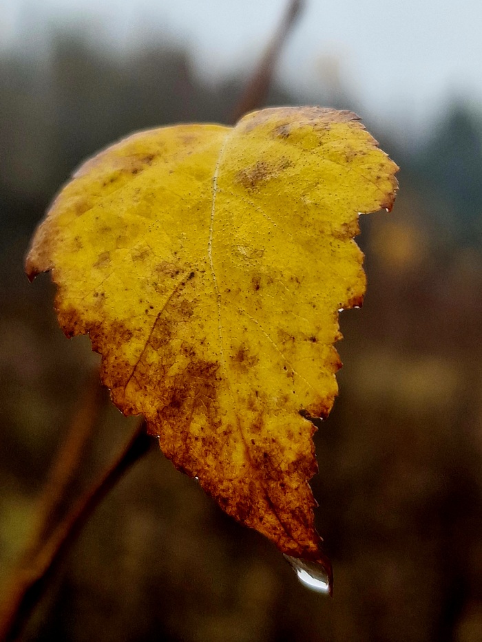 Мгновение осени