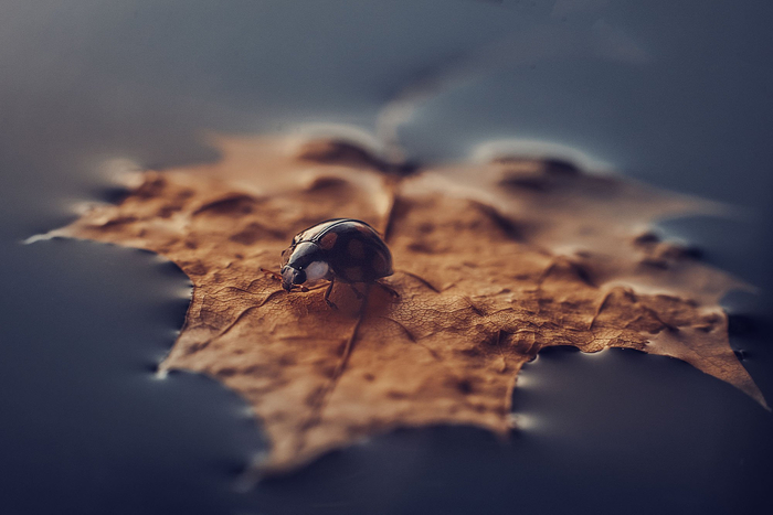 :   <a href="https://pikabu.ru/story/na_malenkom_plotu_13338549?u=https%3A%2F%2Frtraveler.ru%2Fphoto%2F1478961%2F%3Feditorial_photos%3D1&t=%D0%BE%D1%82%D1%81%D1%8E%D0%B4%D0%B0&h=db1af58c04e50598a72064d7bab16148291752d8" title="https://rtraveler.ru/photo/1478961/?editorial_photos=1" target="_blank" rel="nofollow noopener"></a>