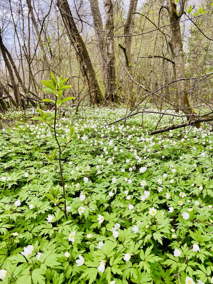 Ответ MayBeeBzz в «Просто хочу поделиться фотографией, которую у себя нашел а архиве»