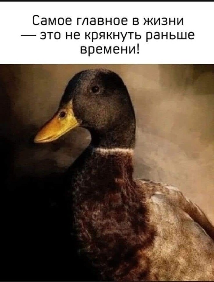 Утя