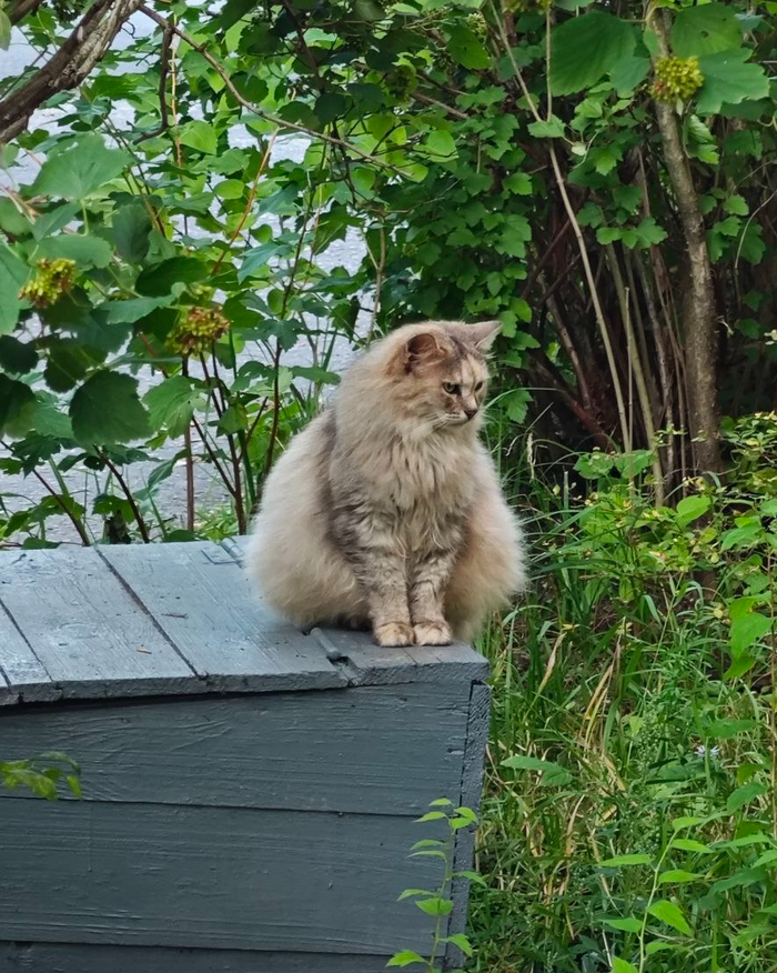 Пушистая дворовая кошечка