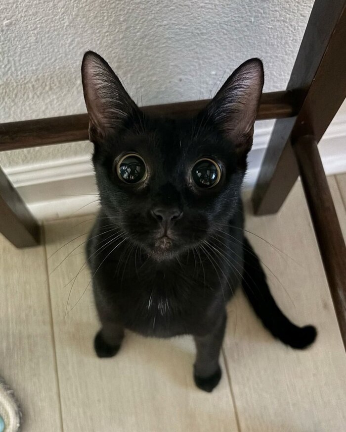 Смотрит из глазов