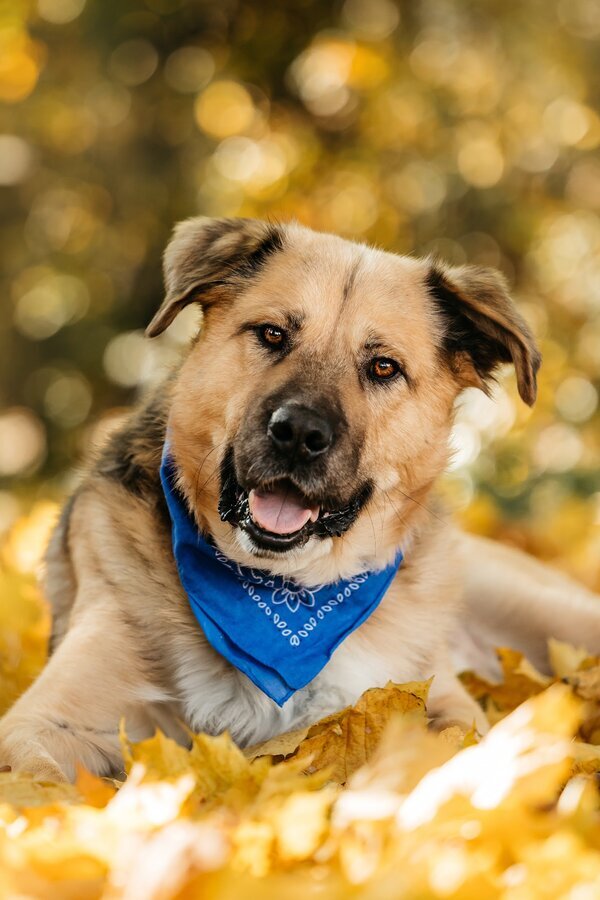 Москва и МО! Познакомьтесь с Дынькой — мягким гигантом с сердцем, полным добра