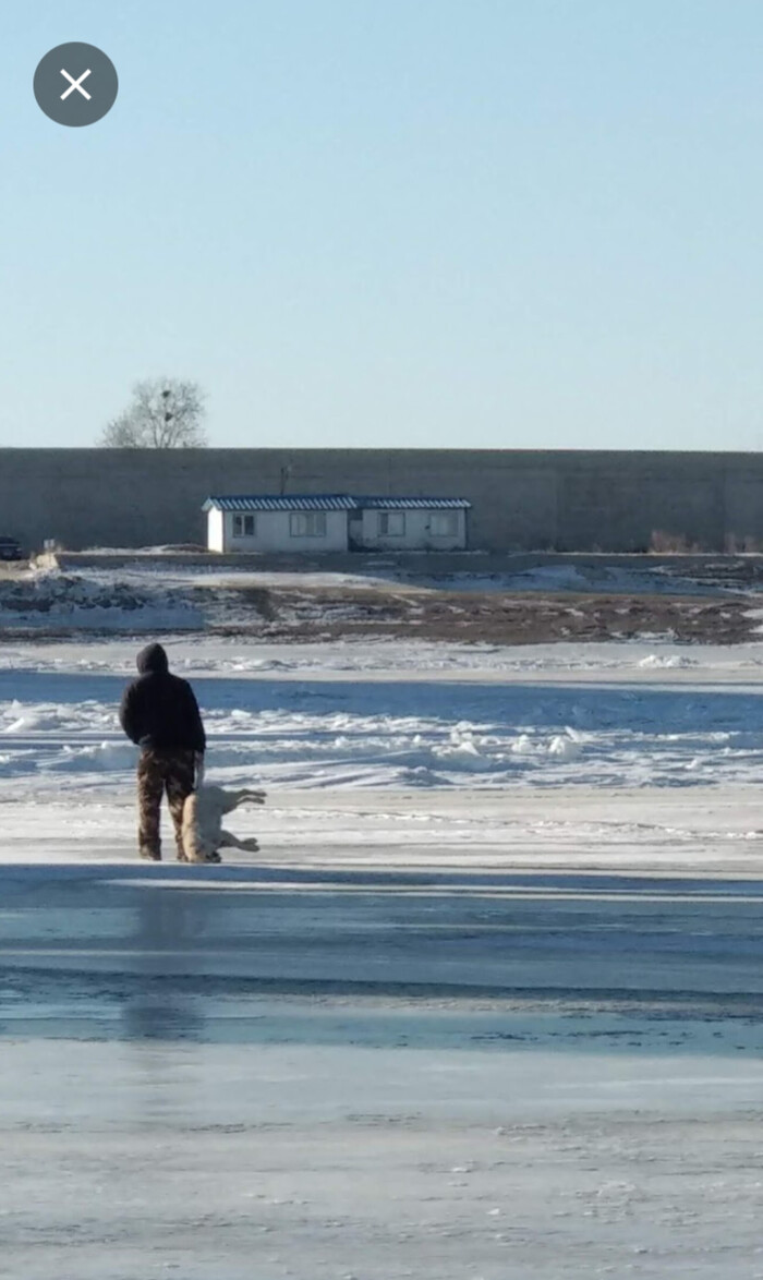 Польза бездомных собак и то чего мы не видим