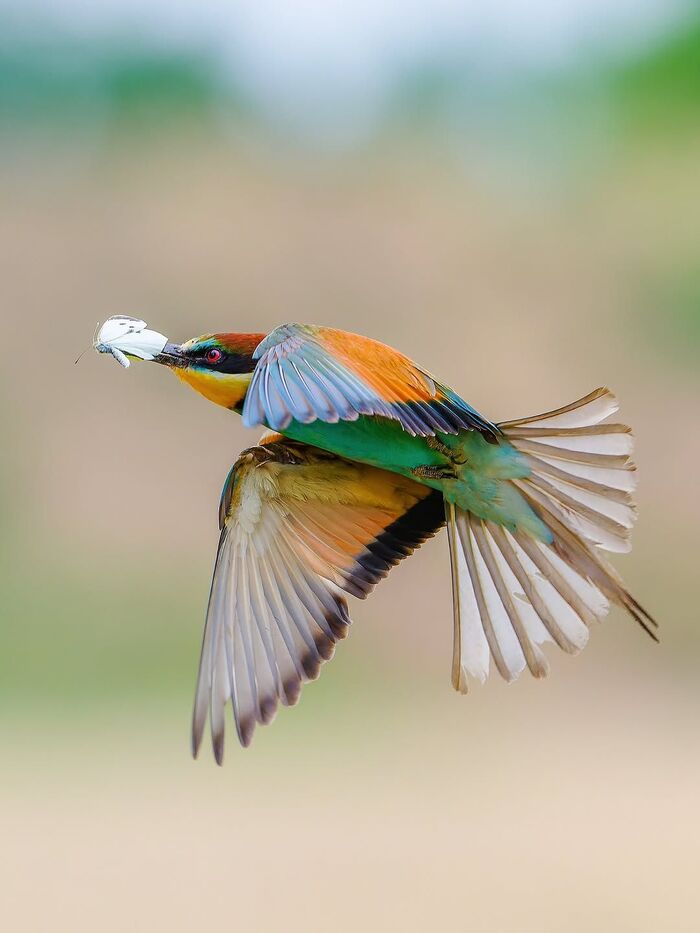 Птица высокого полёта