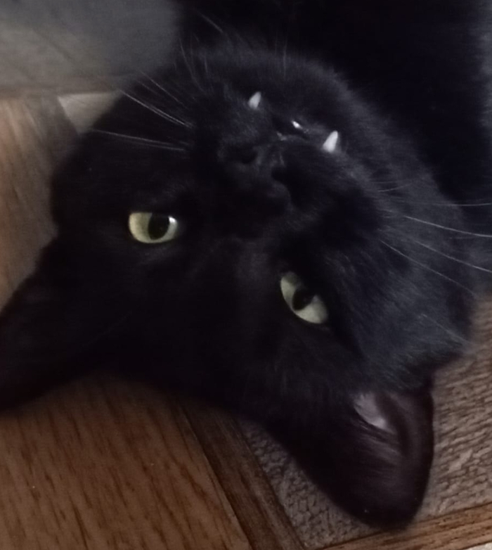 Когда кот самый лучший друг