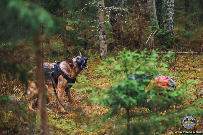Поисковая собака Экстремум лаем обозначает найденного в лесу человека