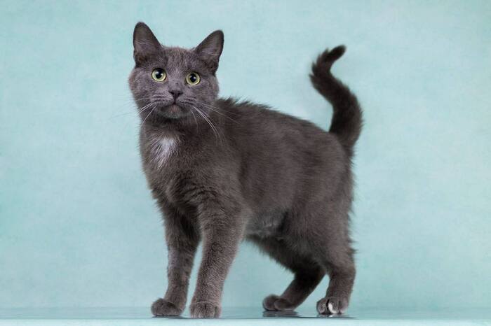 Поиск дома для прекрасной Теосинте!