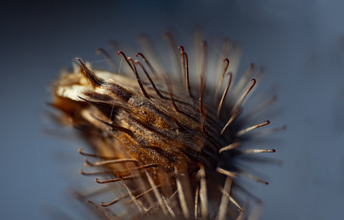 Любой пассмурный будний день превращается в отличню прогулку, с такими неожиданно красивыми макро