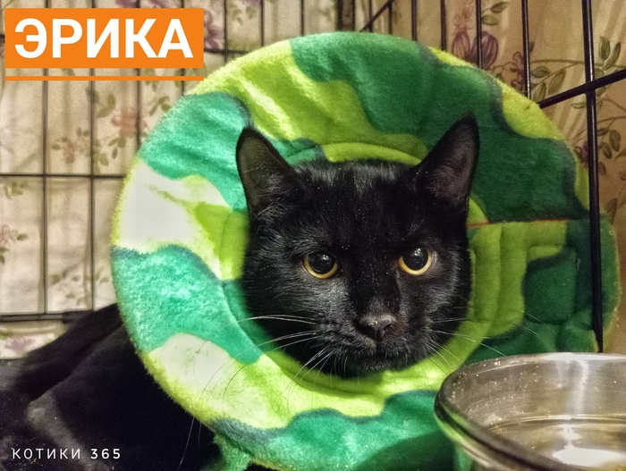 Эрика 29.10.2025