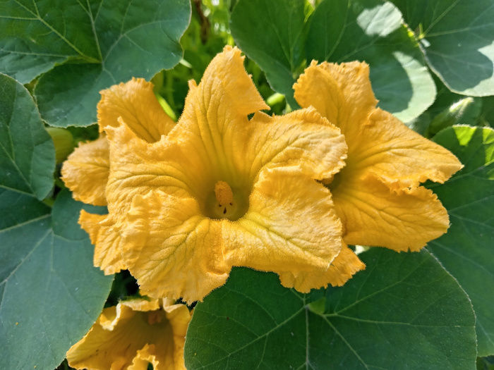 Цветок тыквы. Фото с сайта <!--noindex--><a href="https://pikabu.ru/story/ovoshchi_tyikva_13345450?u=http%3A%2F%2Fdzen.ru&t=dzen.ru&h=4df646f52a546fe378290929d40cca90ccf2902a" title="http://dzen.ru" target="_blank" rel="nofollow noopener">dzen.ru</a><!--/noindex-->.