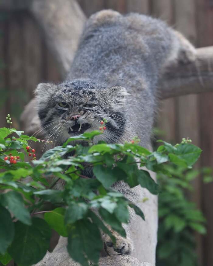 Ты на кого батон крошишь?!