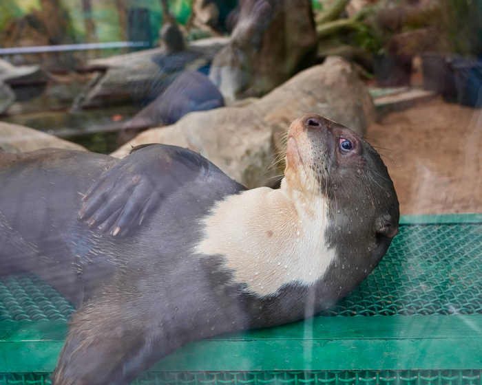  <a href="https://pikabu.ru/story/ryibov_mne_i_pobolshe_13345674?u=https%3A%2F%2Ft.me%2FMoscowzoo_official%2F9614&t=%D0%BE%D1%82%D1%81%D1%8E%D0%B4%D0%B0&h=b0fab53d90e097e8535810624e00e5de4e723658" title="https://t.me/Moscowzoo_official/9614" target="_blank" rel="nofollow noopener"></a>