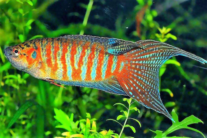 Макропод - красавец который дышит воздухом, собственно давший семейству лабиринтовых своё имя их называют макроподовые. Неприхотливый размером 6-12 см рыб!