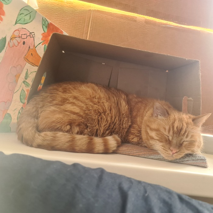 Ответ на пост «Все котов постят вот и я запощщу»