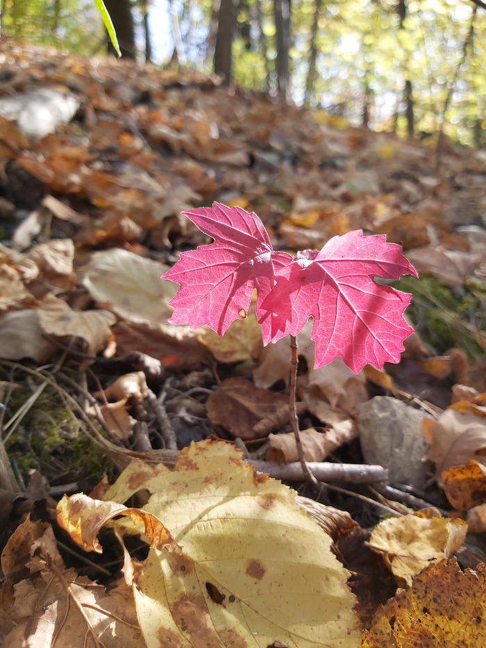 ����� skalar2019 � ������� ���� ���������� �����������, ������� � ���� ����� � ������