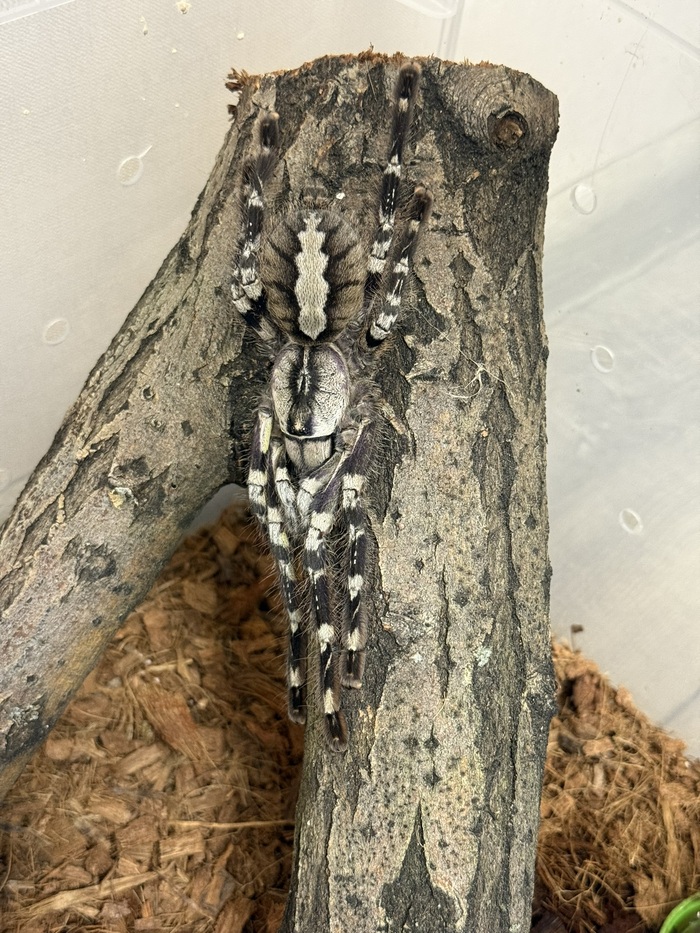 ну и орнаментная красота регалис