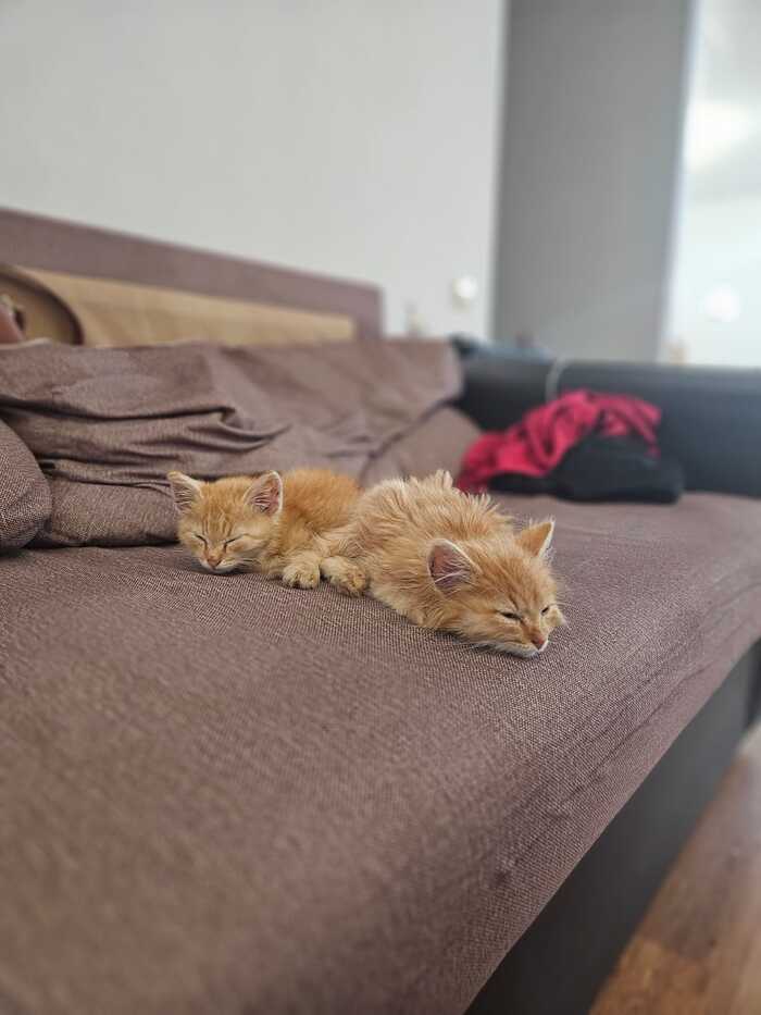 Битва за чистоту: почему помывка двух рыжих котов приравнивается к спецоперации?