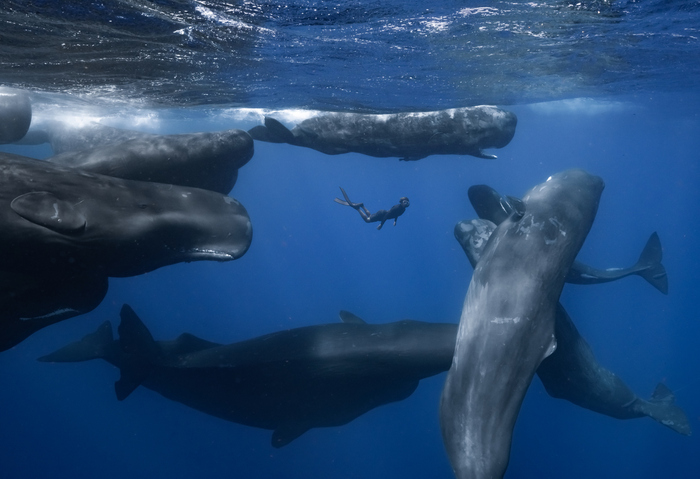  <!--noindex--><a href="https://pikabu.ru/story/proekt_ceti_uchenyie_gotovyatsya_k_dialogu_s_kitami_13346763?u=http%3A%2F%2Ftheatlantic.com&t=theatlantic.com&h=01c16b31a67591a91b30129774d5515aa1b2db6f" title="http://theatlantic.com" target="_blank" rel="nofollow noopener">theatlantic.com</a><!--/noindex-->