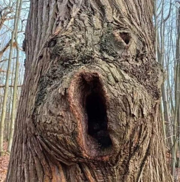 Вы это видите?