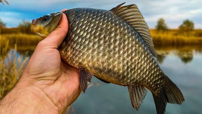 Карась в ноябре