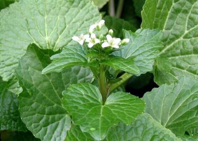  .    <!--noindex--><a href="https://pikabu.ru/story/spetsii_vasabi_13359233?u=http%3A%2F%2Ffishki.net&t=fishki.net&h=f3172405b8048ab2bb9cd0f996822a4b5d1827ff" title="http://fishki.net" target="_blank" rel="nofollow noopener">fishki.net</a><!--/noindex-->.