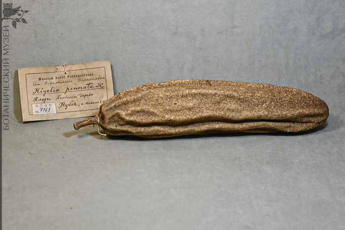 Плод кигелии африканской. Из фондов Ботанического музея БИН РАН.