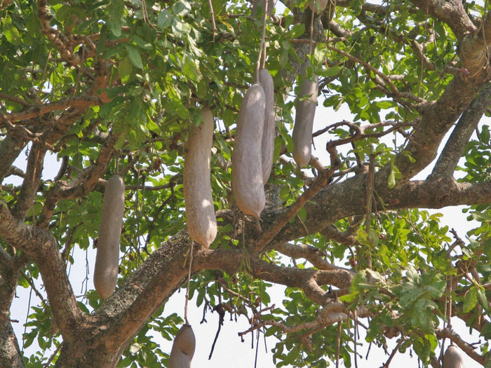 Плоды колбасного дерева. Фото с сайта <!--noindex--><a href="https://pikabu.ru/story/kolbasnoe_derevo_13366106?u=http%3A%2F%2Foclo.ru&t=oclo.ru&h=10af8c715897d4712292298abfb27c4a3f2c66a5" title="http://oclo.ru" target="_blank" rel="nofollow noopener">oclo.ru</a><!--/noindex-->.