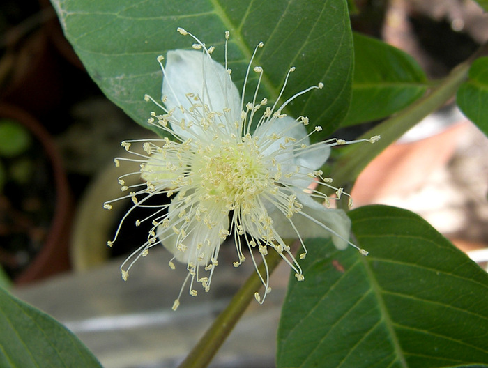 Цветок гуавы. Фото С. Банкетова.