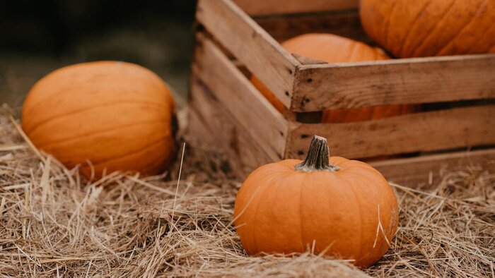 Сезон королевы овощей в самом разгаре! Как выбрать самую вкусную тыкву, кому ее нельзя есть и как ее готовить, чтобы понравилось всем