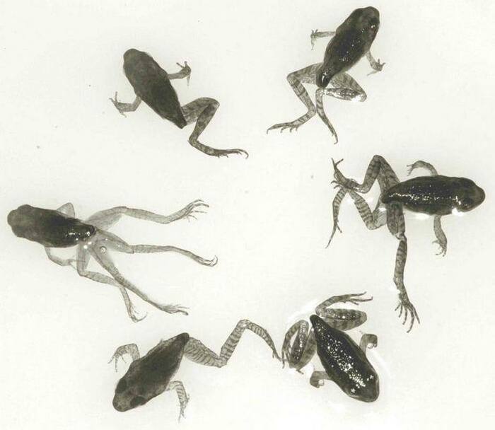 источник картинки: <!--noindex--><a href="https://pikabu.ru/story/shestinogaya_lyagushka_i_ikh_parazit_13349592?u=http%3A%2F%2Felementy.ru&t=elementy.ru&h=faf41a77f789fc7cbc03200db2f9b343cddb4eeb" title="http://elementy.ru" target="_blank" rel="nofollow noopener">elementy.ru</a><!--/noindex-->