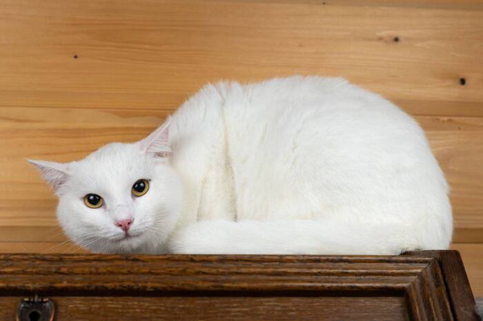 Белоснежная кошечка Перл ищет Дом!