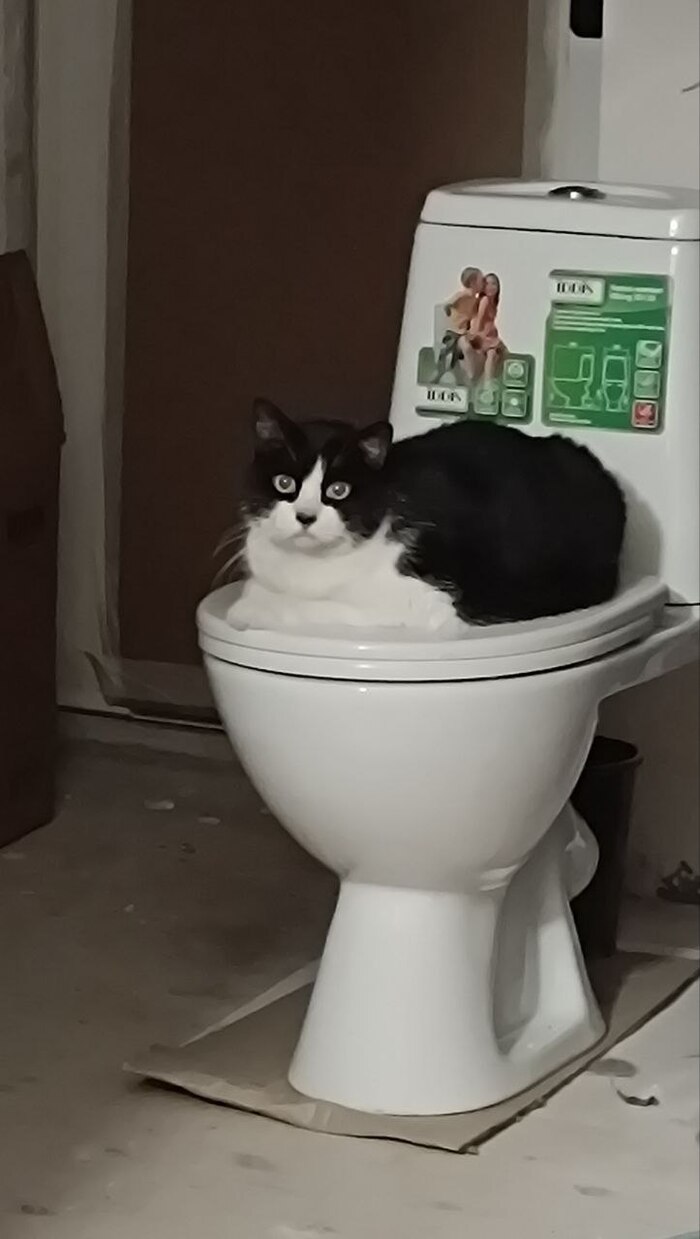 Ответ на пост «Все котов постят вот и я запощщу»