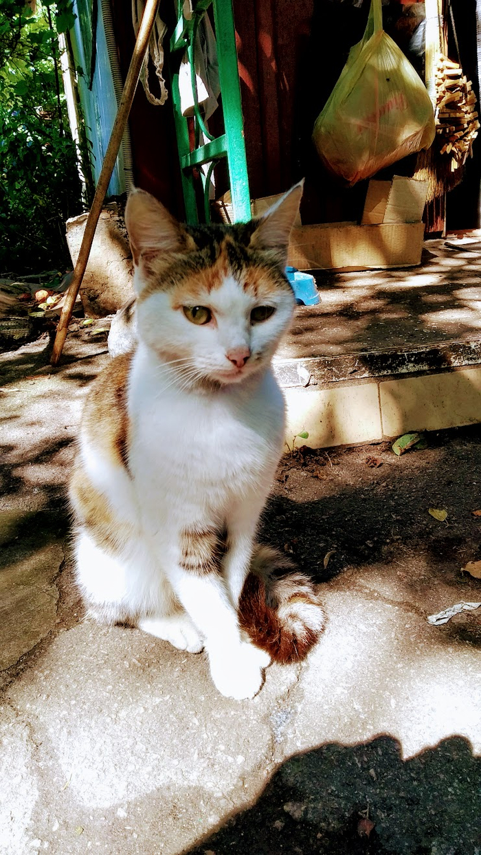 2016 моя маленькая Буся для скуфа.