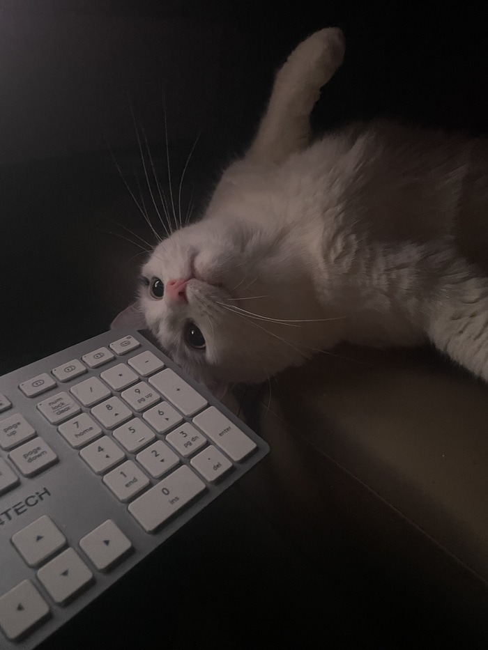 Ответ на пост «Все котов постят вот и я запощщу»