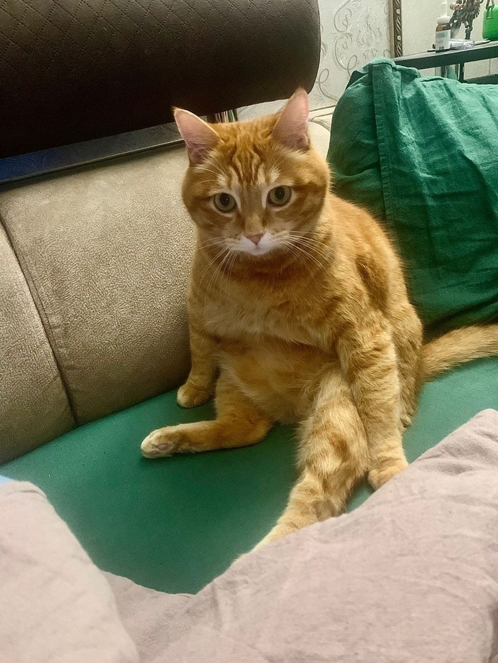 Думы думает о колбасах вкусных)