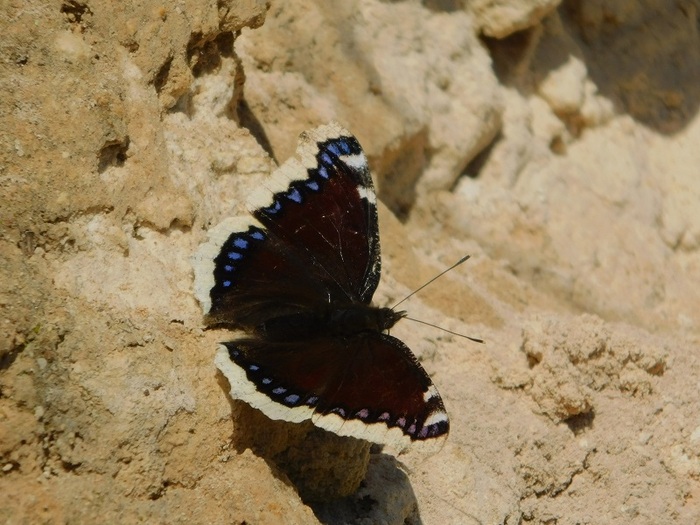  -      ( ). : &nbsp; 