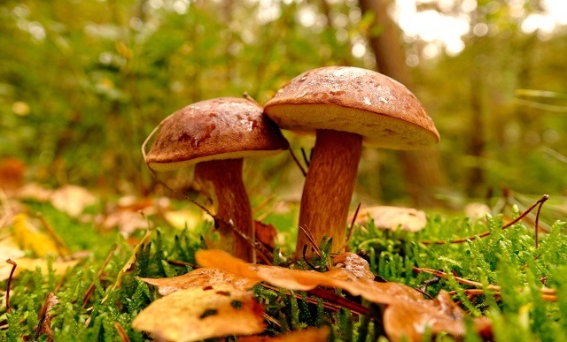      &#x301; , &#x301; ()   &#x301; &#x301;. .    ,  .