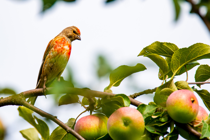 Коноплянка в яблоках