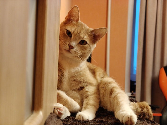 Вот и мой кот
